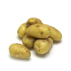 Russet potato for baking frying mashing steaming and roasted potato dishes