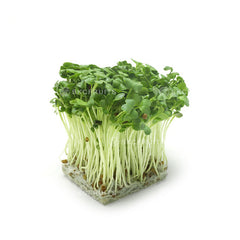 Organic Pea Sprouts