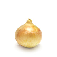 Japanese White Onions (白洋葱)