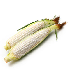 White corn on the cob with juicy sweet kernels for steaming and grilling